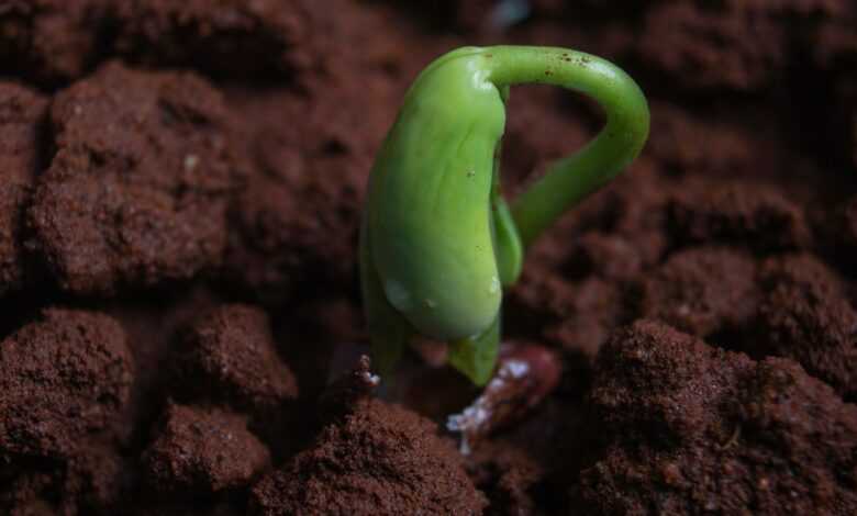 green bell pepper on brown soil