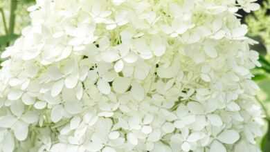 a close up of a bunch of white flowers