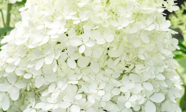 a close up of a bunch of white flowers