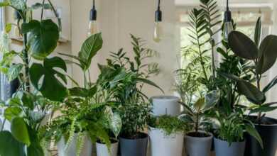 green plant in white ceramic pot