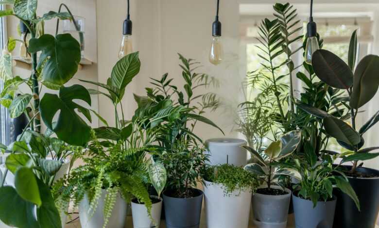 green plant in white ceramic pot