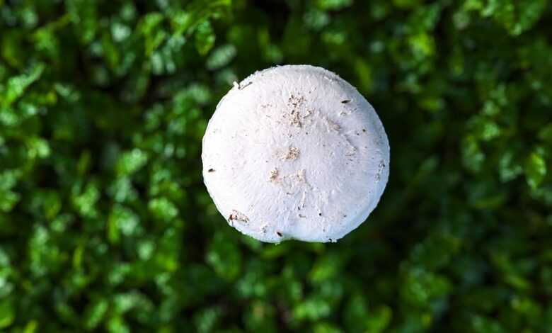 mushroom, toadstool, lichen, fungus, mold, spores, algae