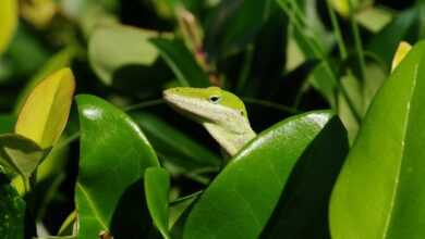 anole, lizard, reptile