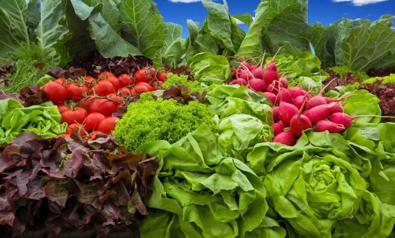 vegetables, tomatoes, radish