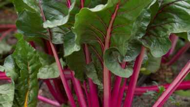 beetroot, vegetables, garden