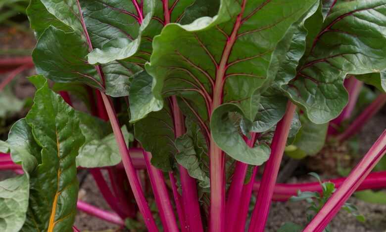 beetroot, vegetables, garden