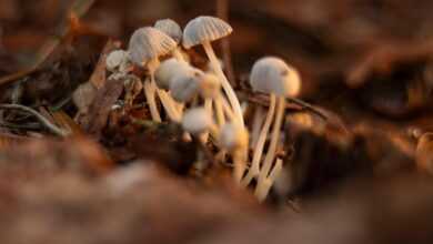 mushrooms, fungi, nature, fall, macro, microorganism, biology