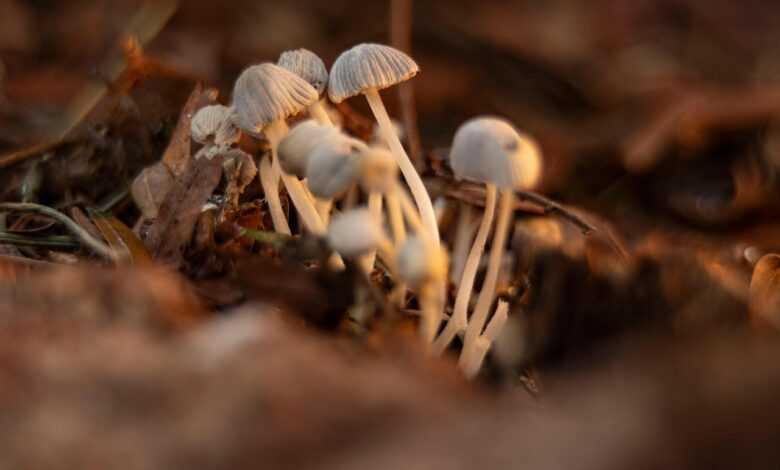 mushrooms, fungi, nature, fall, macro, microorganism, biology