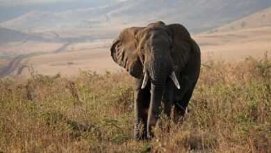 elephant, tanzania, africa, safari, wildlife, nature, conservation, maasai