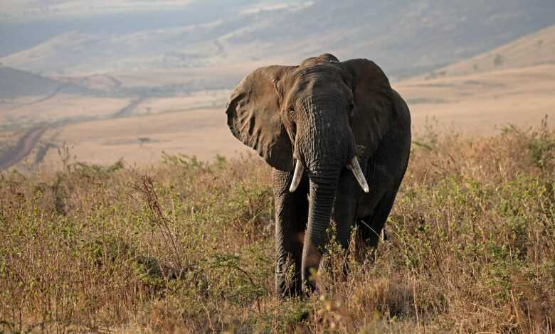 elephant, tanzania, africa, safari, wildlife, nature, conservation, maasai
