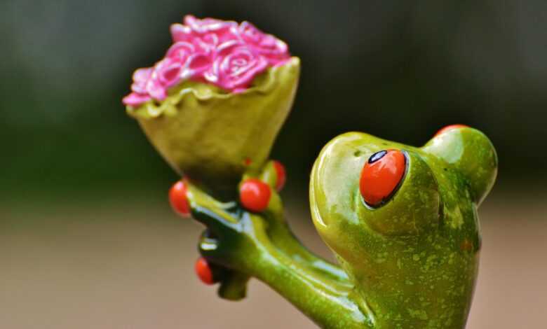 i beg your pardon, excuse me, frog, cute, fun, flower, flower background, beautiful flowers, gift, congratulation, affection, love, nature, valentine's day, roses, flower wallpaper, pardon