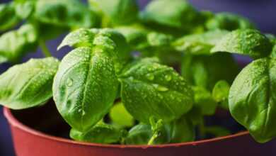 basil, herbs, food