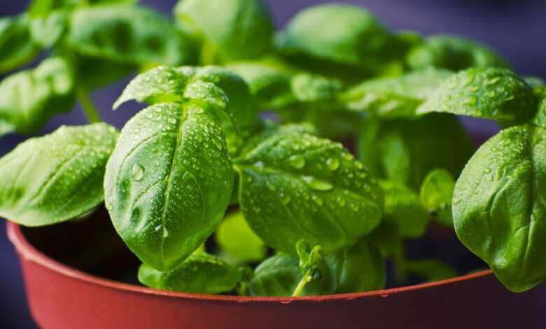 basil, herbs, food