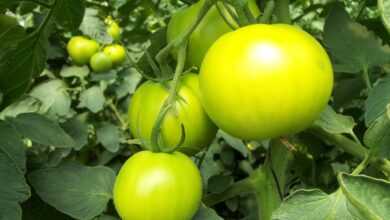 tomatoes, green, vegetable, fruit, sheets, greenhouse, green hause, orchard, vegetables, field, nature, healthy, hydroponics, round, pepper, hydroponics, hydroponics, hydroponics, hydroponics, hydroponics