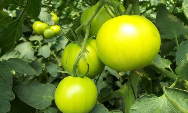 tomatoes, green, vegetable, fruit, sheets, greenhouse, green hause, orchard, vegetables, field, nature, healthy, hydroponics, round, pepper, hydroponics, hydroponics, hydroponics, hydroponics, hydroponics