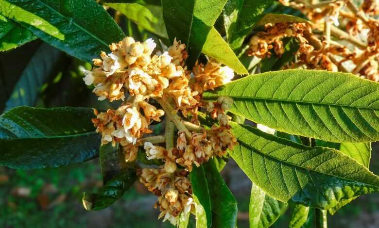 blossom, tree, kumquat, organic, fruit tree, healthy, branch, nature, food, leaves, environment