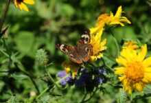 butterfly, pollination, flowers, insect, nature, bloom, closeup, garden