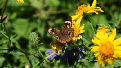 butterfly, pollination, flowers, insect, nature, bloom, closeup, garden