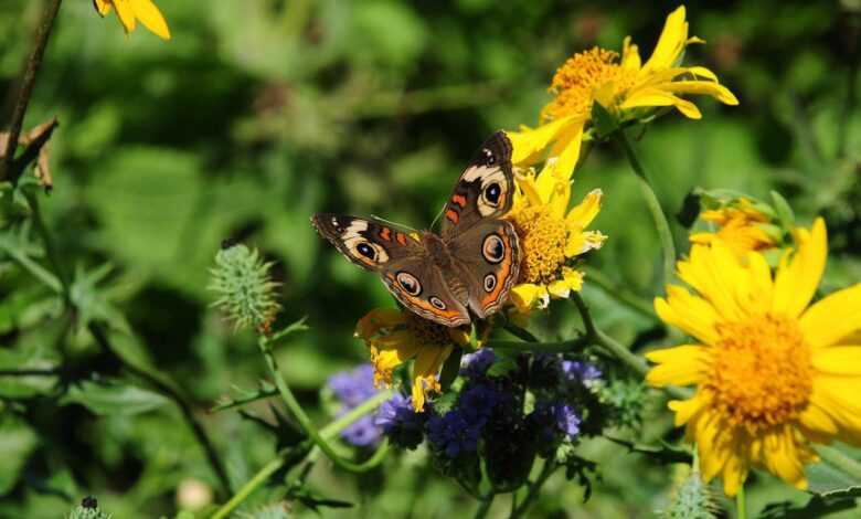 butterfly, pollination, flowers, insect, nature, bloom, closeup, garden