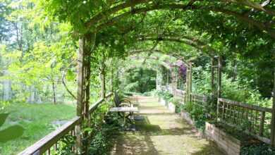 pergola, shady walk, garden walk, arbor, path, leafy, green walking, green path, pergola, pergola, pergola, pergola, pergola, garden walk, arbor, arbor, arbor, arbor