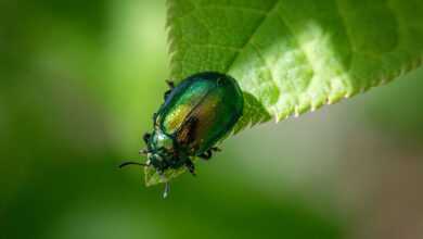 entomology, arthropods, beetles, biodiversity, coleoptera, ecological role, habitat preferences, insect behavior, insect ecology, insect morphology, insect taxonomy, insects, integrated pest management, leaf beetle, natural pest control, pest control strategies, pest management, wildlife observation