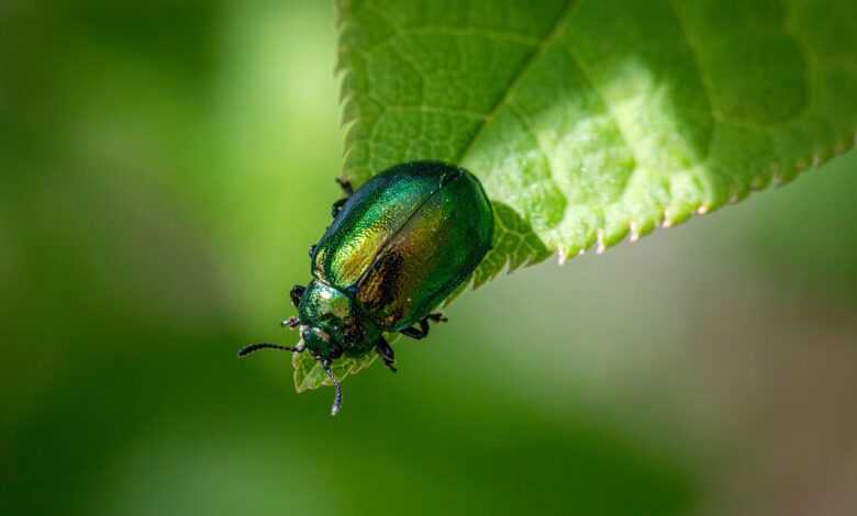 entomology, arthropods, beetles, biodiversity, coleoptera, ecological role, habitat preferences, insect behavior, insect ecology, insect morphology, insect taxonomy, insects, integrated pest management, leaf beetle, natural pest control, pest control strategies, pest management, wildlife observation