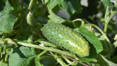 cucumbers, vegetables, cucumber