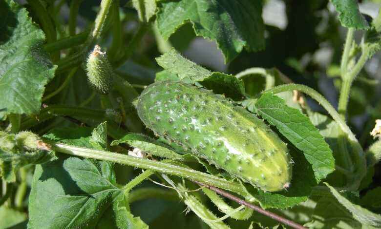 cucumbers, vegetables, cucumber