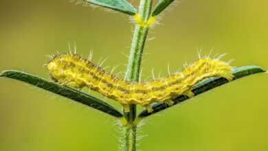 caterpillar, insect, fauna, larva, entomology, ladybugs, beetles, macro