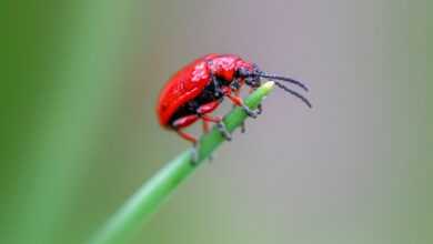insects, beetle species, beetles, ecological role, garden care, garden pests, insect behavior, insect ecology, insect lifecycle, integrated pest management, invertebrates, lily leaf beetle, lily plant damage, natural pest control, ornamental plant pests, pest control, pest management, pest prevention, plant-eating insects