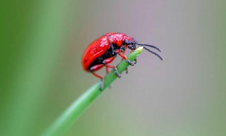 insects, beetle species, beetles, ecological role, garden care, garden pests, insect behavior, insect ecology, insect lifecycle, integrated pest management, invertebrates, lily leaf beetle, lily plant damage, natural pest control, ornamental plant pests, pest control, pest management, pest prevention, plant-eating insects