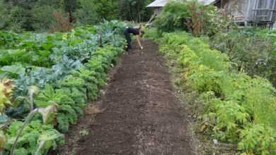 food, garden, power