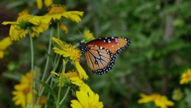 butterfly, nature, insect, bloom, flower, blossom, pollinate