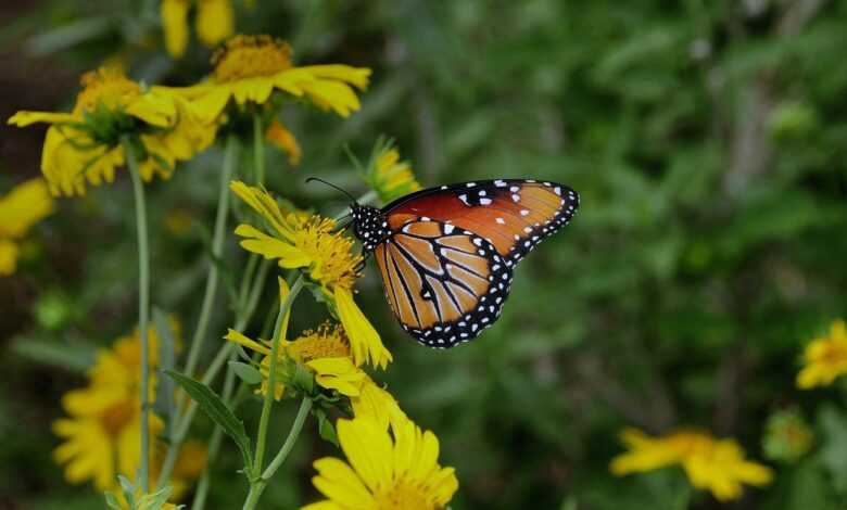 butterfly, nature, insect, bloom, flower, blossom, pollinate