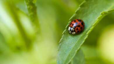 ladybug, nature, beetle, insect, close up, animal, macro, fauna, summer, plant, leaf, garden, spring, entomology, species, red, green, happy