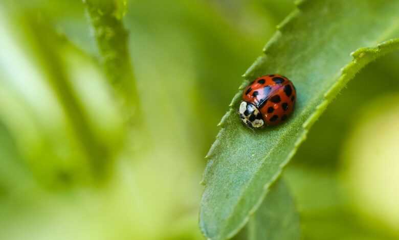 ladybug, nature, beetle, insect, close up, animal, macro, fauna, summer, plant, leaf, garden, spring, entomology, species, red, green, happy