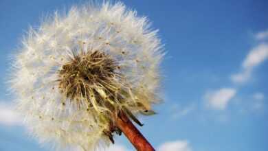 dandelion, dandelion seeds, taraxacum