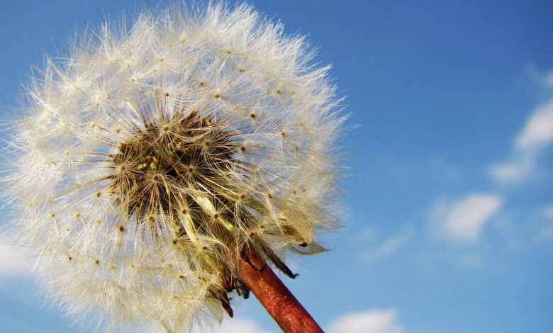 dandelion, dandelion seeds, taraxacum