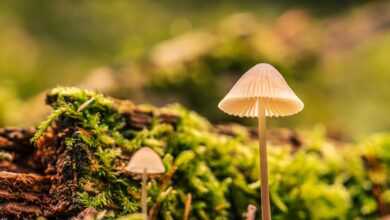 mushrooms, moss, nature
