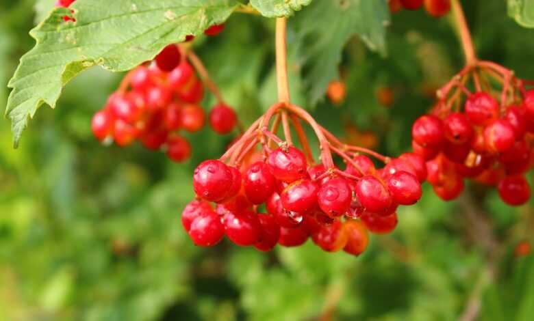 viburnum, berry, fruit