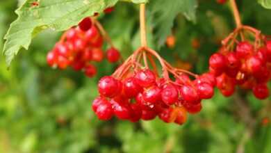 viburnum, berry, fruit