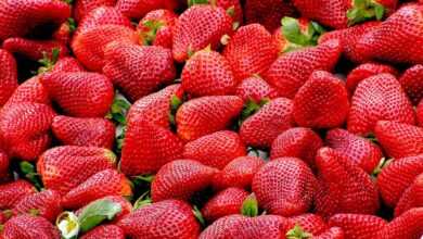 strawberries, fruit, food, red fruit, wallpaper hd, full hd wallpaper, produce, desktop backgrounds, wallpaper 4k, free background, 4k wallpaper 1920x1080, cool backgrounds, hd wallpaper, laptop wallpaper, mac wallpaper, harvest, ripe, healthy, vitamin, windows wallpaper, 4k wallpaper, nutrition, berry, beautiful wallpaper, delicious, free wallpaper, tasty, wallpaper, background