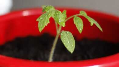 tomato, seedling, nature