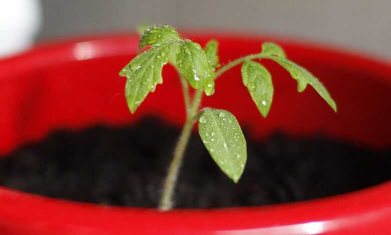 tomato, seedling, nature