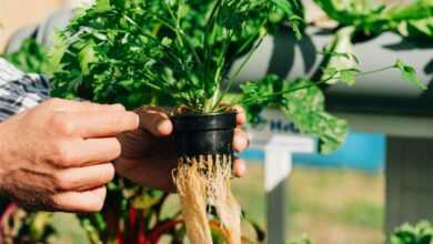 a person holding a plant