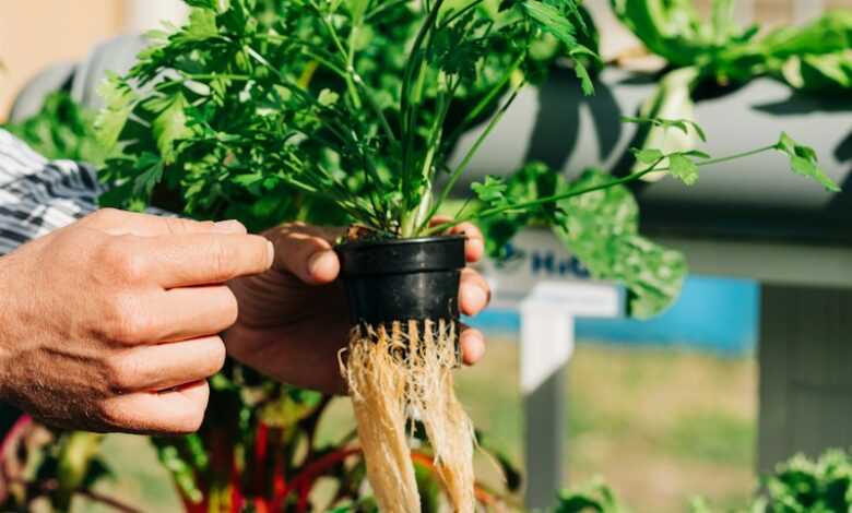 a person holding a plant