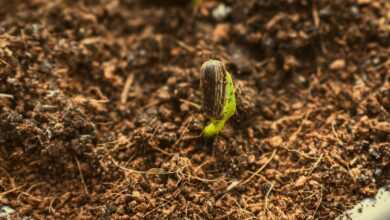 a close up of a plant with dirt on the ground