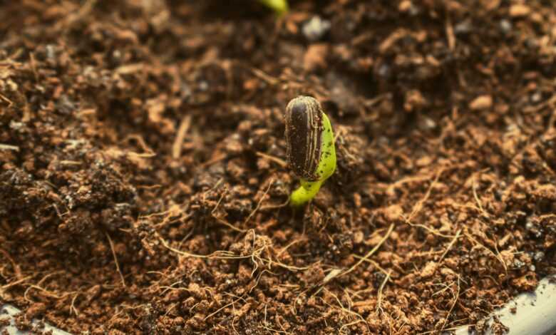 a close up of a plant with dirt on the ground