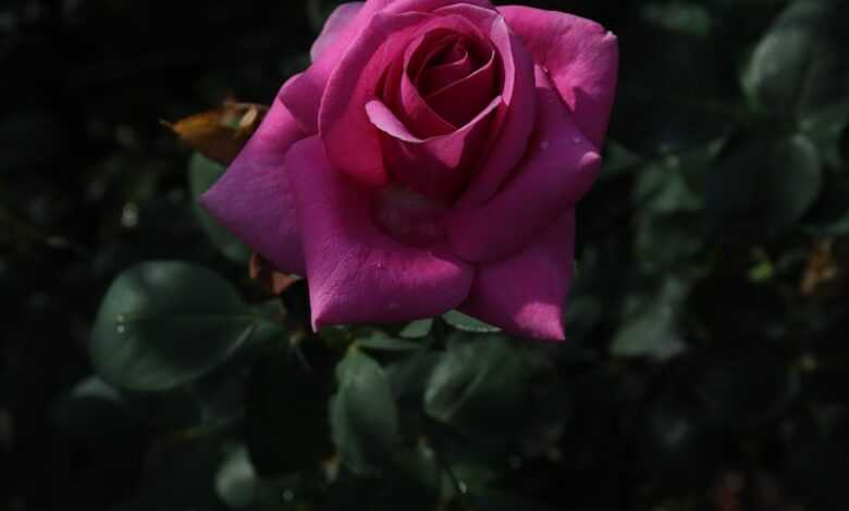 a pink rose is blooming in a garden