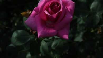 a pink rose is blooming in a garden